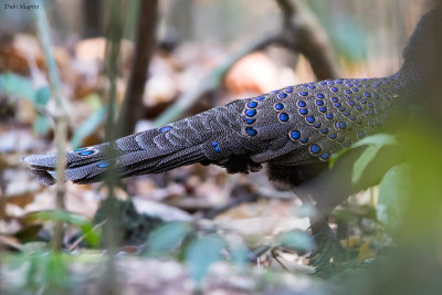 Germains Peacock-pheasant