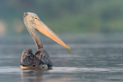 Spot-billed Pelican (Pelicans)