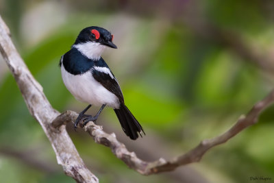 Brown-throated Wattle-eye 