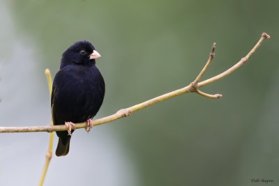 Wilsons Indigobird 