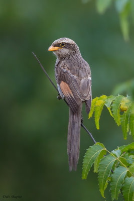 Yellow-billed Shrike