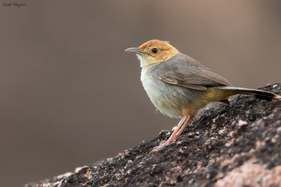 Rock-loving Cisticola 