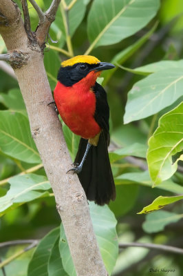 Yellow-crowned Gonolek 