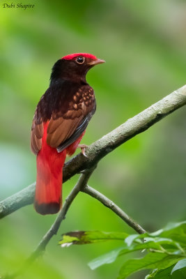 Guianan Red Cotinga