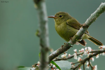 Fraser’s Sunbird