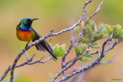 Orange-breasted Sunbird 