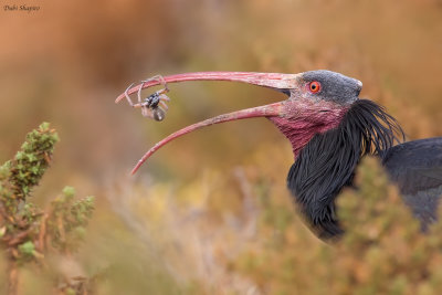 Northern Bald Ibis