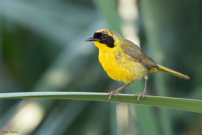 Beldings Yellowthroat 
