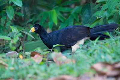 Black Curassow 