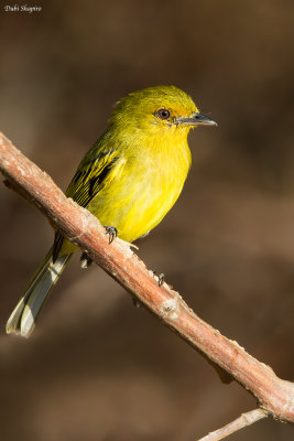 Ochre-lored Flatbill