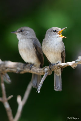 Swamp Flycatcher 