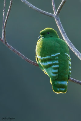 Cloven-feathered Dove