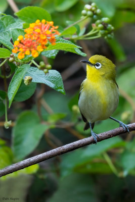 Small Lifou White-eye