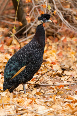 Southern Crested Guineafowl 