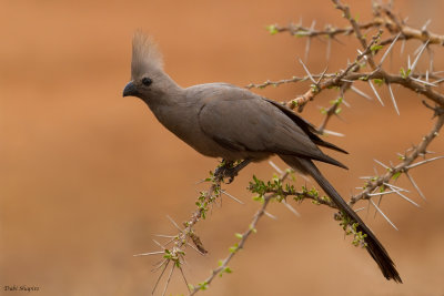 Grey Go-away-bird