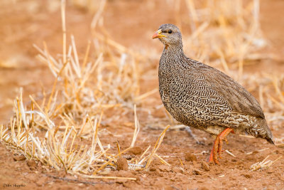 Natal Francolin