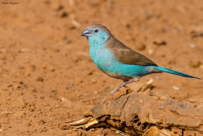 Southern Cordonbleu