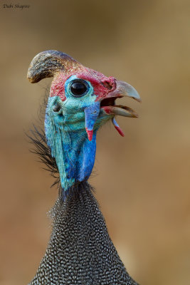 Helmeted Guineafowl 