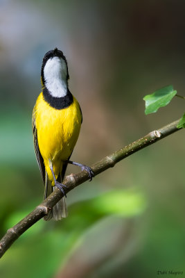 Melanesian Whistler 