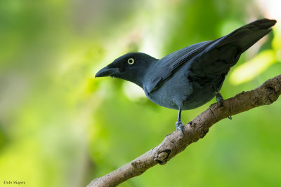South Melanesian Cuckooshrike 