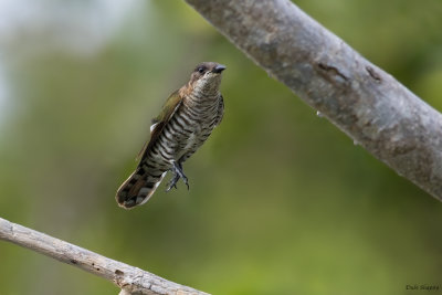 Shining Bronze-cuckoo 