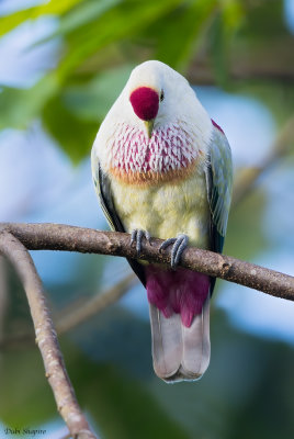 Many-coloured Fruit-dove 