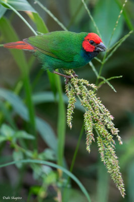 Fiji Parrotfinch 