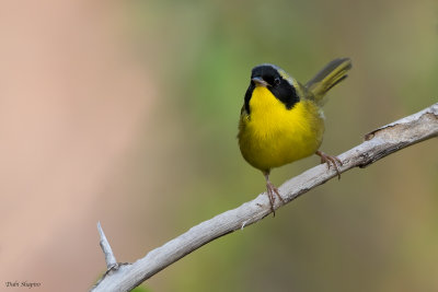 Bahama Yellowthroat 