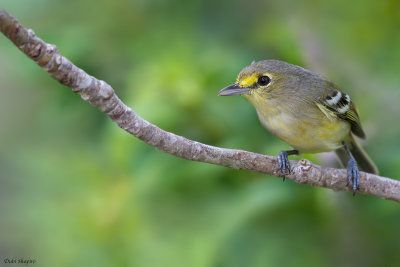 Thick-billed Vireo 