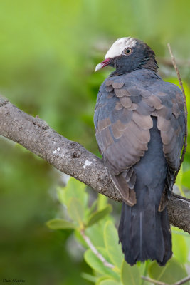 White-crowned Pigeon