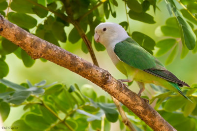 Grey-headed Lovebird