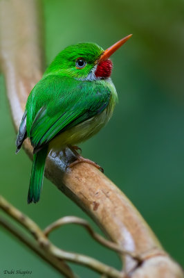 Jamaican Tody