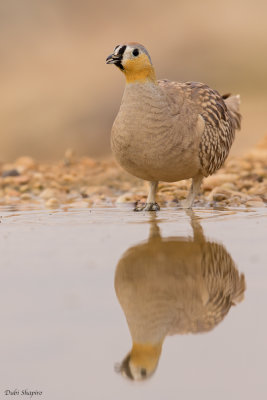 Crowned Sandgrouse