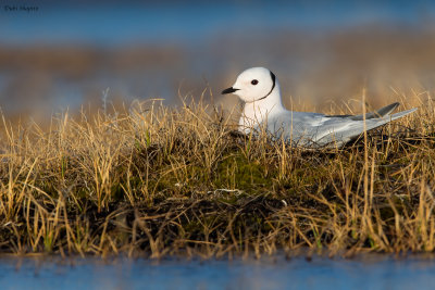Rosss Gull 