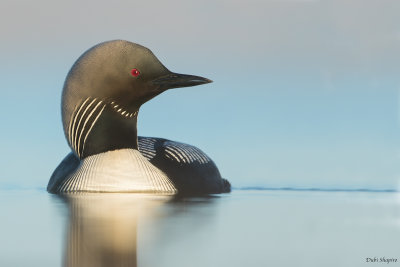 Pacific Loon 