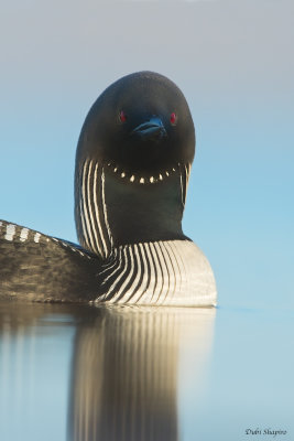 Pacific Loon 