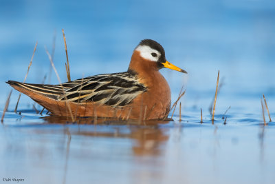 Red Phalarope 