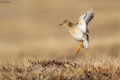 Buff-breasted Sandpiper 