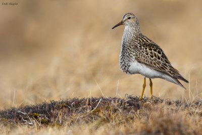 Pectoral Sandpiper