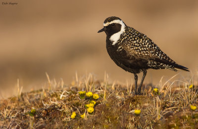 American Golden Plover 