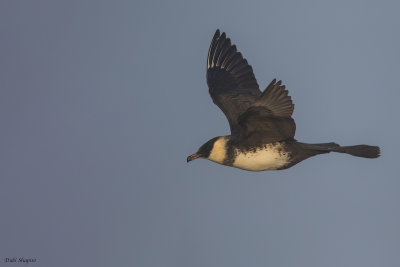 Pomarine Jaeger 