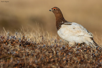 Willow Grouse