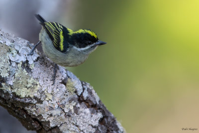 Western Green Tinkerbird