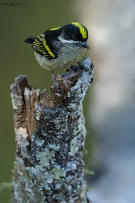 Western Tinkerbird 