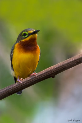 Yellow-bellied Wattle-eye 