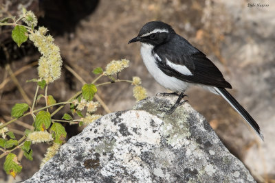 Angolan Cave Chat 