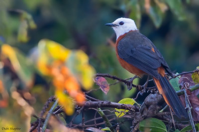 White-headed Robin-Chat