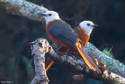 White-headed Robin-Chat 
