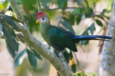 Red-crested Turaco 