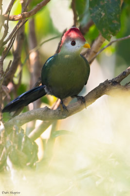 Red-crested Turaco 